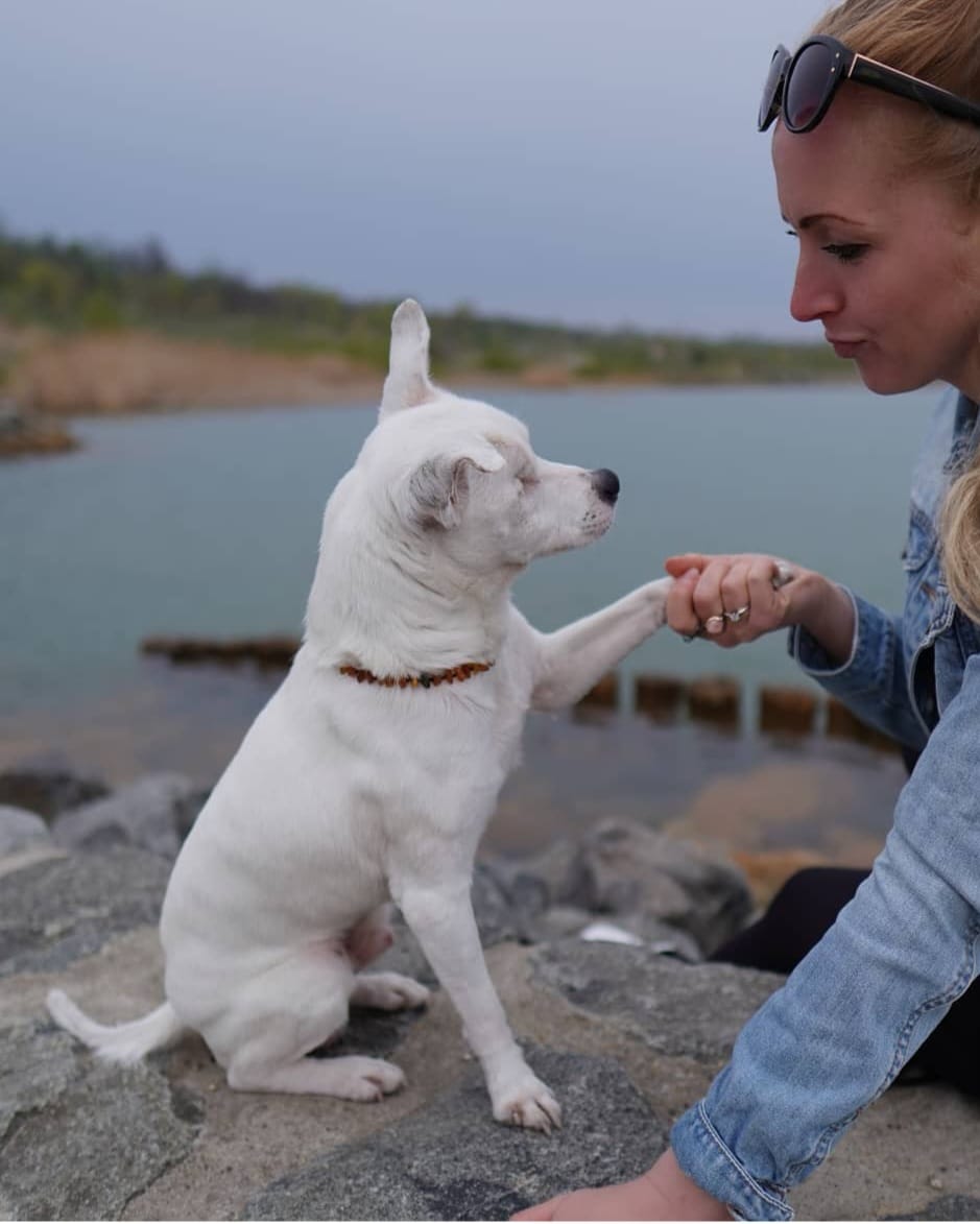 Vitalberatung beim Hund von Christin Gellert