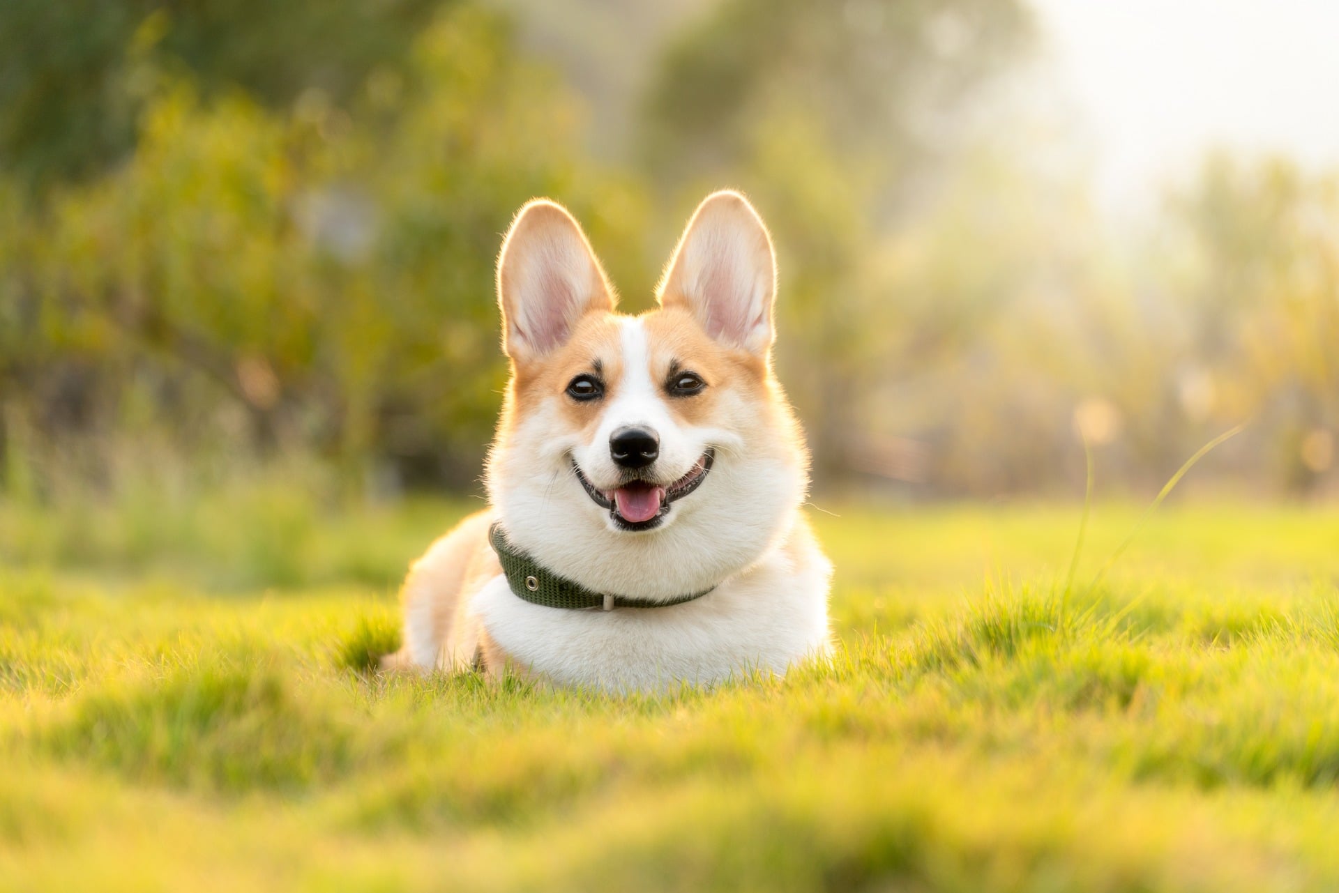 Vitalberatung beim Hund von Christin Gellert